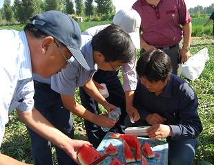 優(yōu)質西瓜新組合03-141