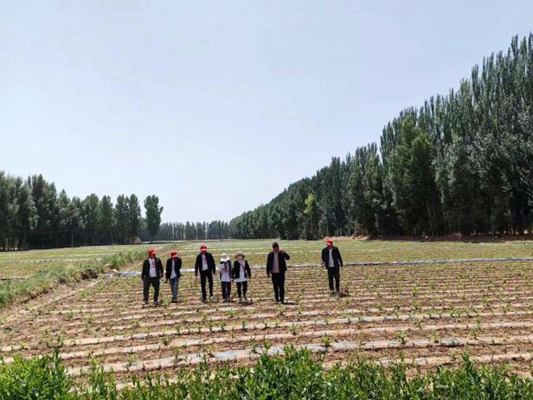 “三抓三促”行動進(jìn)行時(shí) | 篤行不怠勇?lián)?dāng)　砥礪奮進(jìn)正當(dāng)時(shí) —— 武威市敦煌種業(yè)種子有限公司“三抓三促”行動紀(jì)實(shí)